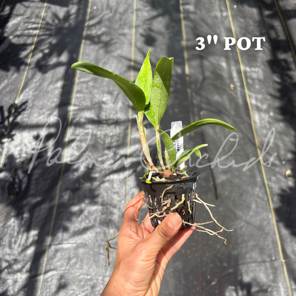 Ett. Volcano Trick — Palmer Orchids